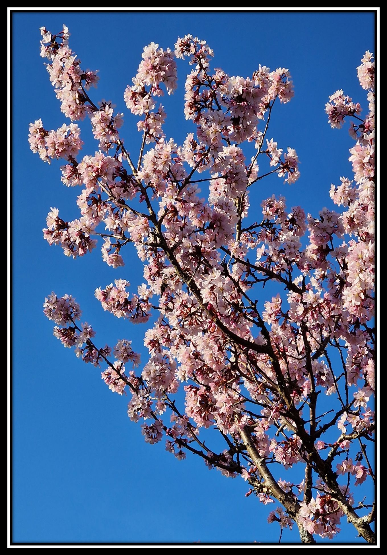 Et tre med rosa blomster